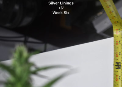 Silver Linings S1 High CBD Hemp Seed
