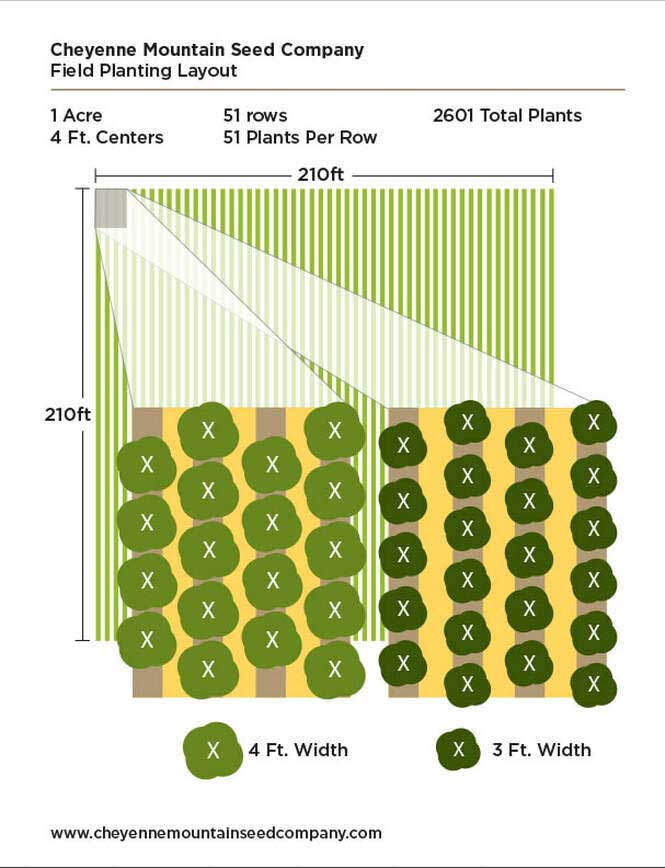 hemp seed field planting layout 4 foot centers graphic