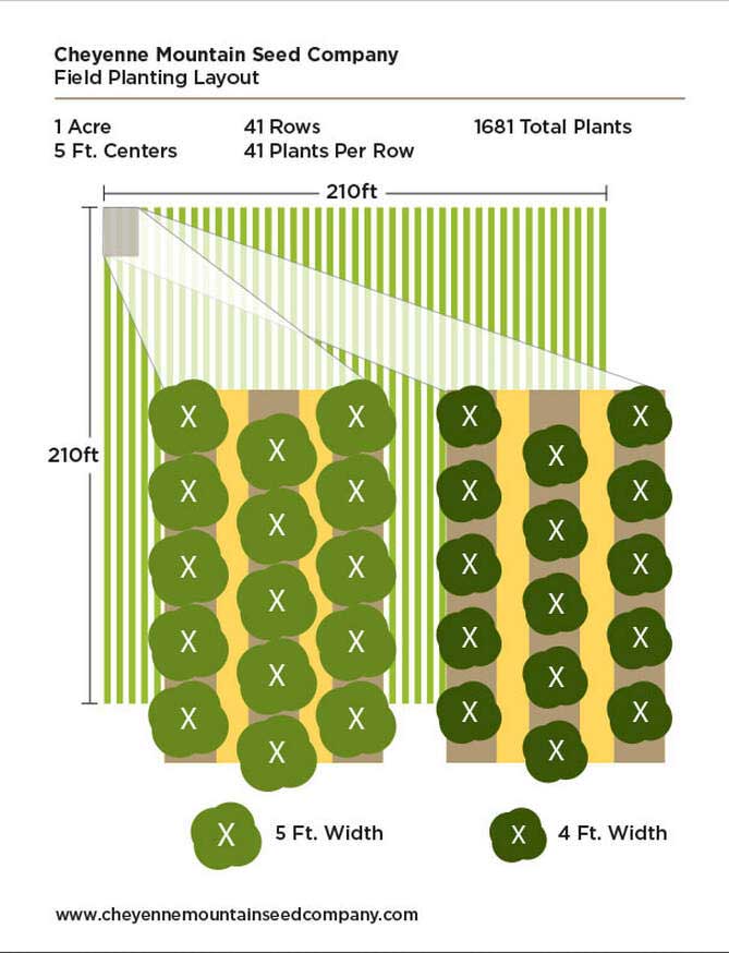 hemp seed field planting layout 5 foot centers graphic