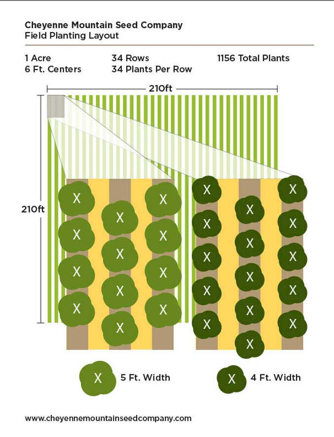 hemp seed field planting layout 6 foot centers graphic