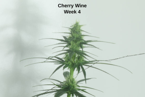 Cherry Wine S1 High CBD Hemp Seed