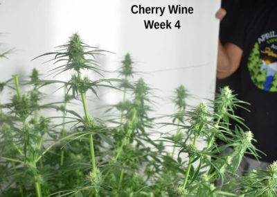 Cherry Wine High CBD Hemp Seed