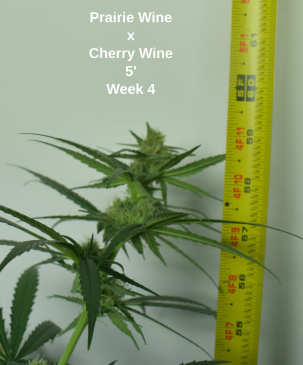 Prairie Wine x Cherry Wine Feminized High CBD Hemp Seed