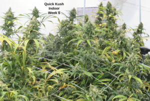 Quick Kush S1 High CBD Hemp Seed