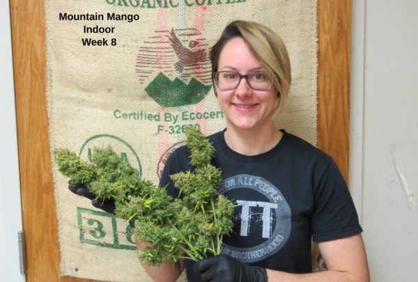 Mountain Mango High CBD Hemp Seed